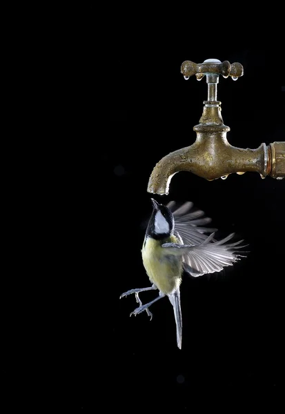 Grande tit beber de torneira — Fotografia de Stock