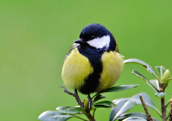 Nahaufnahme einer Kohlmeise, die auf grünen Blättern sitzt — Stockfoto