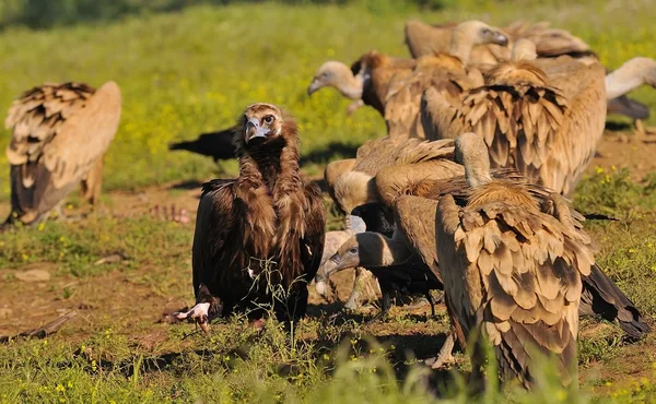 Abutre Cinereous com abutres griffon — Fotografia de Stock