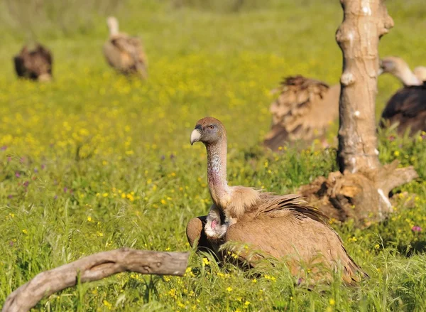 Kızıl akbaba Extremadura çayırda. — Stok fotoğraf