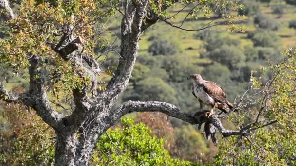 Águila de Bonelli posada en una rama . — Vídeos de Stock