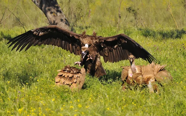 Vautour cendré attaquant un vautour griffon . — Photo