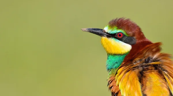 Comedor europeu de abelhas (Merops Apiaster). — Fotografia de Stock