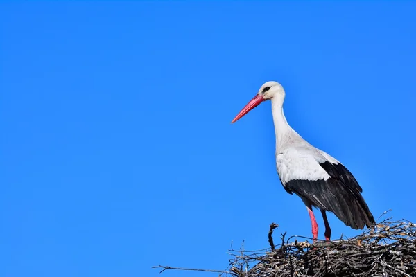 Gros plan de la cigogne blanche dans le nid — Photo