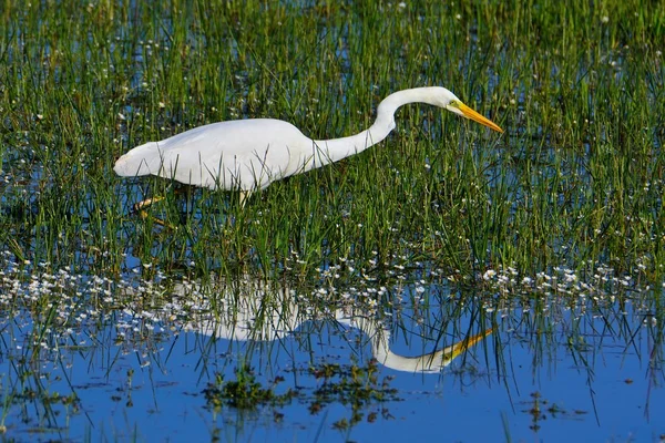 Great egret hunting in a pond. — Stock Photo, Image
