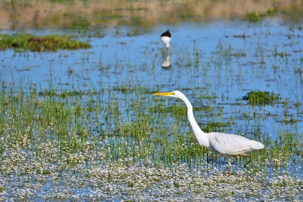 Grote zilverreiger jacht in een vijver. — Stockfoto