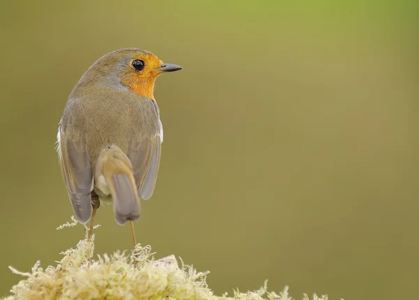 Close-up van weinig robin zittend op fern — Stockfoto