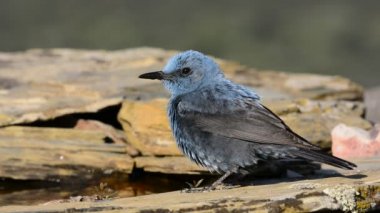 Mavi Rock kayaların arasında tünemiş ardıç kuşu