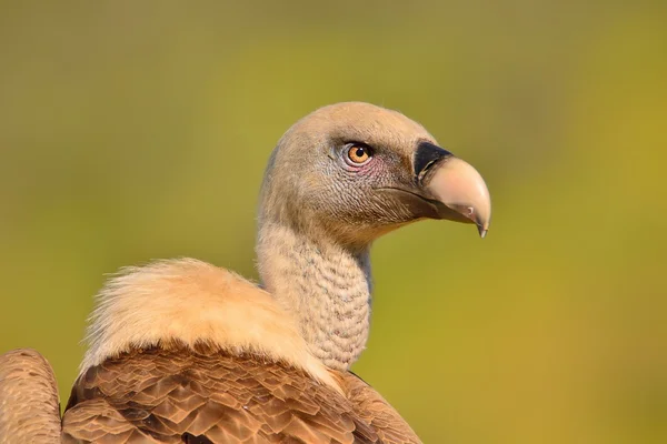 Gros plan de la tête de vautour griffon . — Photo