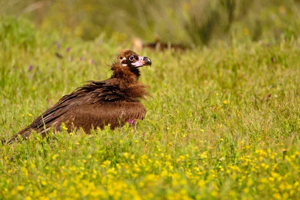 Vautour cendré marchant dans l'herbe — Photo