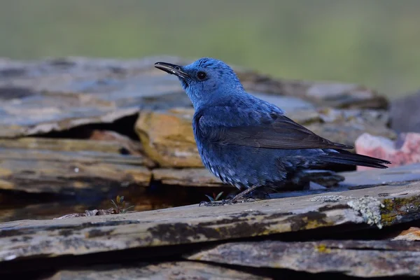 Blue rock thrush on rocks planks.