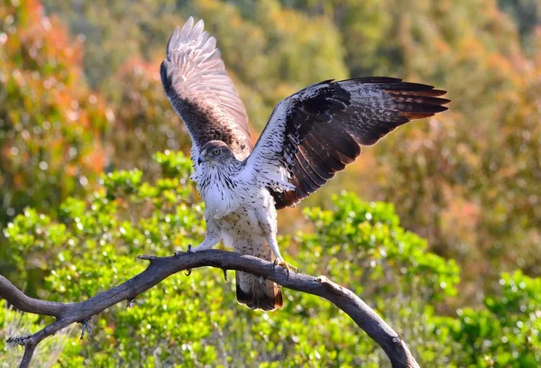 Mannelijke Havikarend verspreiding vleugels — Stockfoto