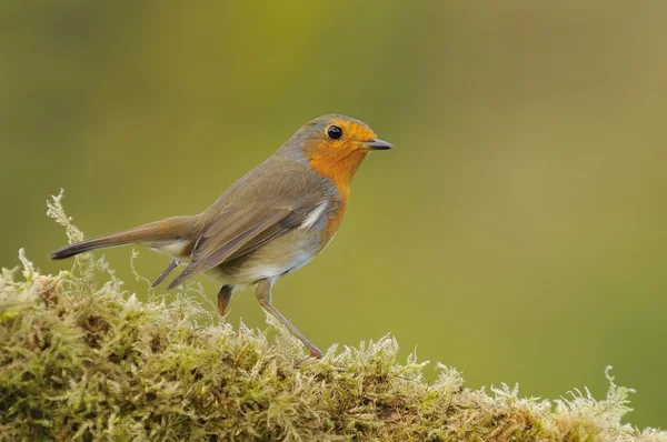 Close-up of little robin sitting on fern — Stock Photo, Image