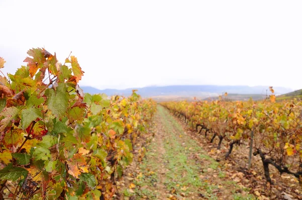 Vineyards in La Rioja, Spain — Stock Photo, Image