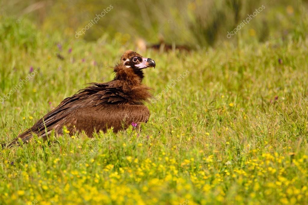 StockPhotoAstur