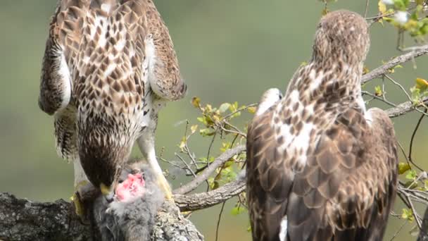 Pareja águila de Bonelli en rama de árbol comiendo un conejo — Vídeos de Stock