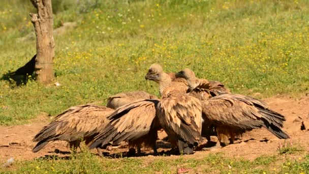 Abutres griffon comer carniça — Vídeo de Stock