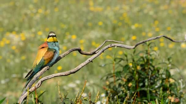 European bee-eater (Merops apiaster) on a branch. — Stock Video