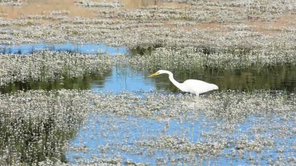 Grote zilverreiger jacht in een vijver. — Stockvideo