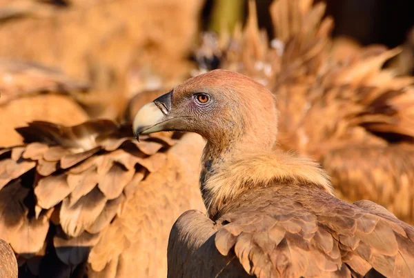 Close-up de cabeça de abutre griffon . — Fotografia de Stock