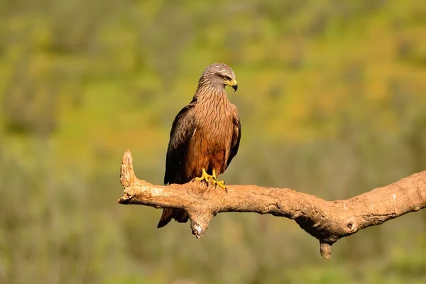 Black kite on leafless branch — Stock Photo, Image