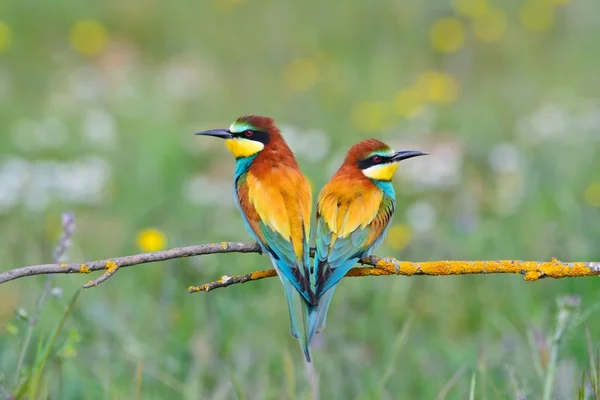 Casal de comedores de abelhas no ramo sem folhas — Fotografia de Stock