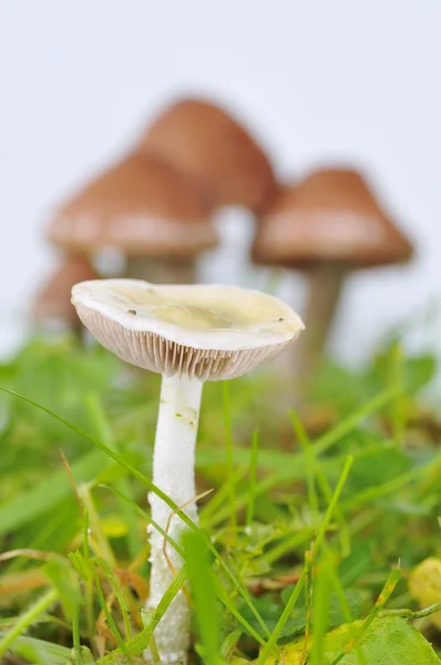 Close-up of white mushroom against of unfocused fungi — Stock Photo, Image