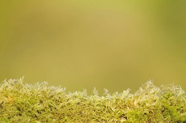 Helecho brillante sobre fondo verde — Foto de Stock