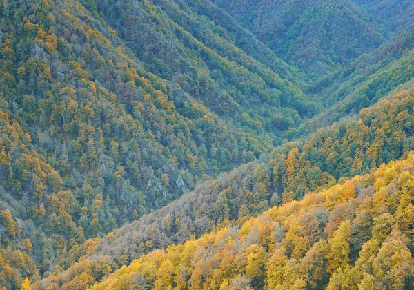 Pohled na svahy pokryté zářivě stromy — Stock fotografie