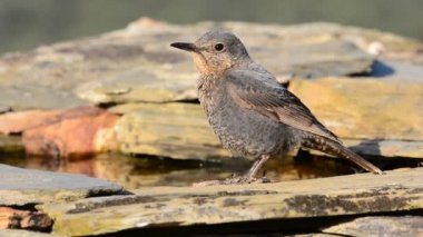  Mavi Rock tünemiş ardıç kuşu 