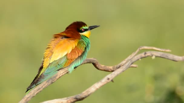 European bee-eater (Merops apiaster) — Stock Video