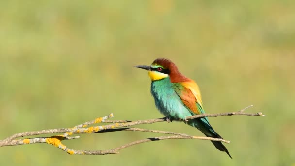 Europejski zjadacz pszczół (Merops Apiaster) — Wideo stockowe