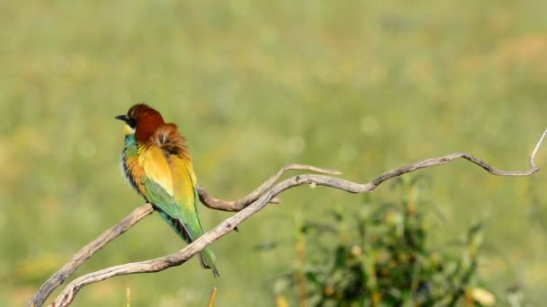 Mangeur d'abeilles européennes (Merops Apiaster) — Video