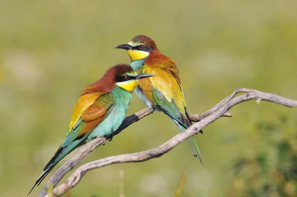 Bee-eaters yapraksız dalı üzerinde birkaç — Stok fotoğraf