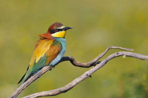 Close-up van bijeneter op boomtak — Stockfoto