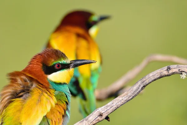 Pareja de abejorros en rama sin hojas — Foto de Stock