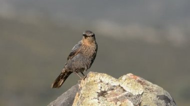 Genç mavi Rock ardıç kuşu 