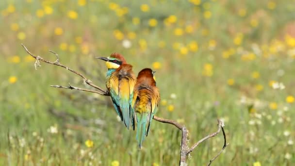 Bee-Eater na větev stromu před zeleným pozadím. — Stock video