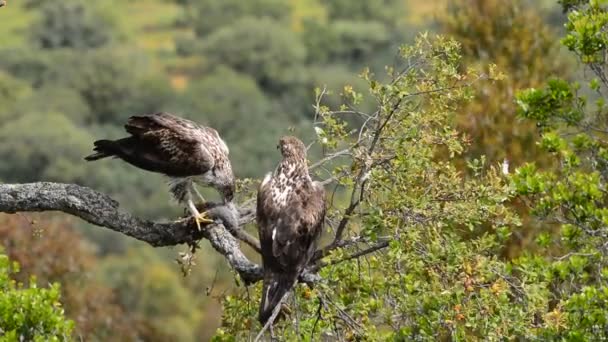 Pareja águila de Bonelli — Vídeo de stock