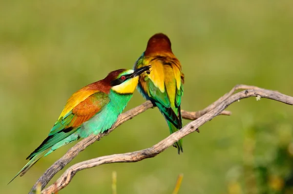 Coppia di mangiatori di api su ramo senza foglie — Foto Stock