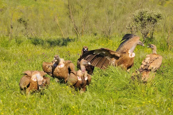 Cinq griffons eurasiens sur l'herbe — Photo