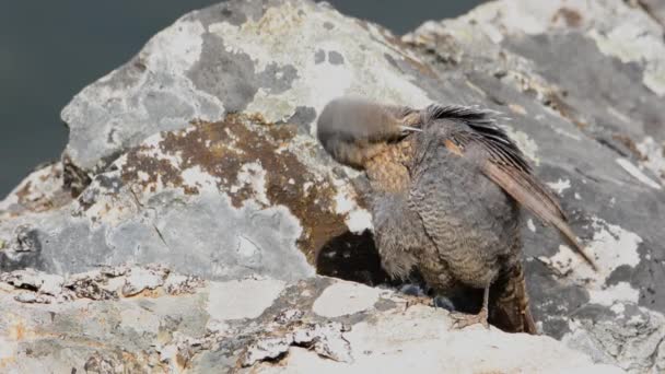 Jonge blauwe rock lijster op rotsen. — Stockvideo