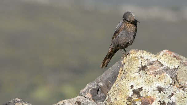 Giovane tordo di roccia blu sulle rocce . — Video Stock