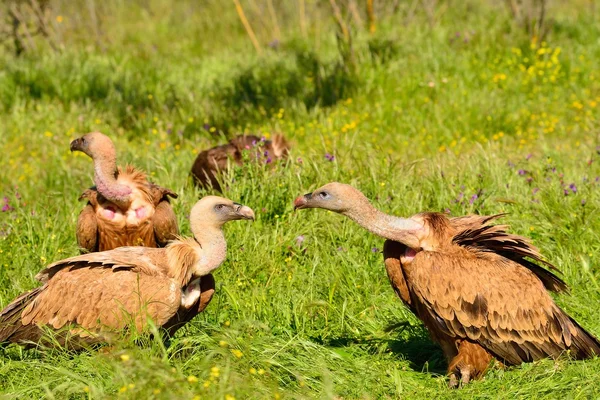 Tres Grifos Eurasiáticos sobre hierba — Foto de Stock