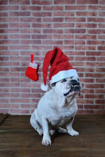Retrato de bulldog francês com chapéu de Natal . — Fotografia de Stock