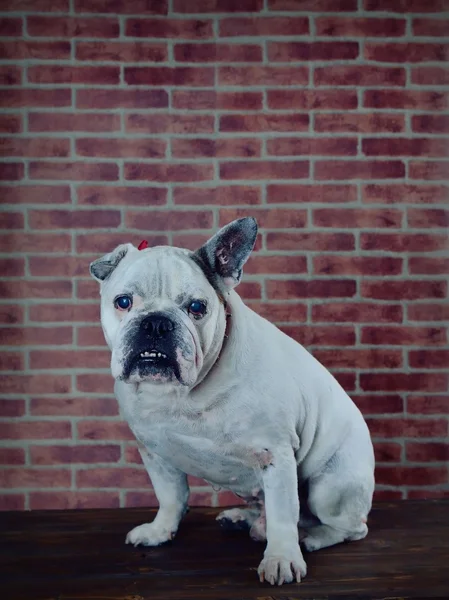 Portret van oude Franse bulldog. — Stockfoto