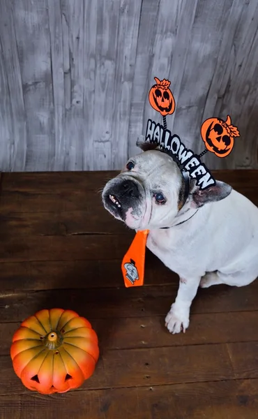 Portrait de bouledogue français avec accessoires Halloween . — Photo