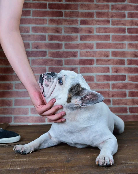 Portret van oude Franse bulldog. — Stockfoto