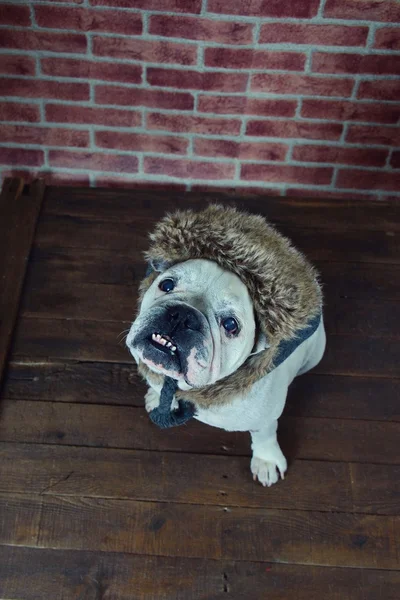 Franse bulldog met een hoed van de winter. — Stockfoto