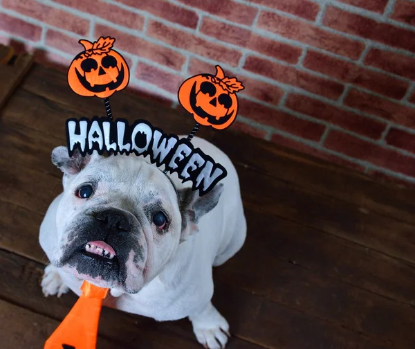 Portret van Frans buldog met Halloween props. — Stockfoto